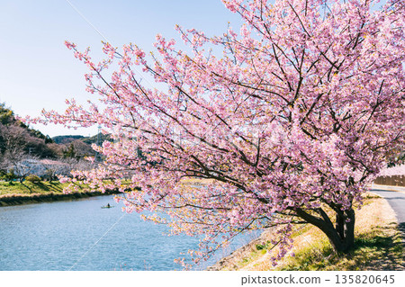 South Izu Kawazu Cherry Blossoms Spring South Izu Kawazu Cherry Blossoms Spring 135820645