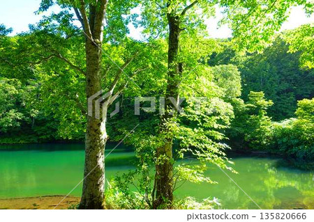 Dokko Swamp, Zao, Fresh Greenery Dokko Swamp, Zao, Fresh Greenery 135820666