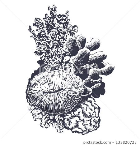 Coral reef vertical ink vector illustration. Realistic and detailed drawing of sea bottom nature for marine and nautical designs. Monochrome coastal hand drawn clipart. Engraved black and white sketch Coral reef vertical ink vector illustration. Realistic and detailed drawing of sea bottom nature for marine and nautical designs. Monochrome coastal hand drawn clipart. Engraved black and white sketch 135820725