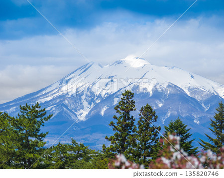 Mount Iwaki in spring, seen through conifers and cherry blossoms in the foreground (Hirosaki City, Aomori Prefecture) 135820746