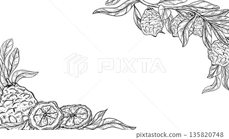 Bergamot fruit with leaves vector isolated corner border in black and white linear style. Sweet tropical citrus line art horizontal frame. Template for recipes, poster, cosmetic label. Empty space Bergamot fruit with leaves vector isolated corner border in black and white linear style. Sweet tropical citrus line art horizontal frame. Template for recipes, poster, cosmetic label. Empty space 135820748