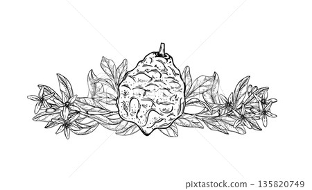 Whole bergamot fruit with flowers and foliage vector isolated illustration painted by black inks. Asian kaffir citrus line art black ink sketch. For food packaging, botanical print, aromatherapy label Whole bergamot fruit with flowers and foliage vector isolated illustration painted by black inks. Asian kaffir citrus line art black ink sketch. For food packaging, botanical print, aromatherapy label 135820749