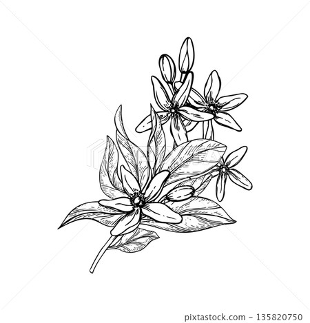 Blooming citrus flowers, buds, leaves on branch monochrome vector isolated illustration. Etching drawing of lemon, mandarin orange or pummelo blossoms for organic cosmetics, herbal tea label 135820750