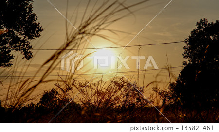 Sunset View Through Wild Grass and Branches in Rural Meadow Sunset View Through Wild Grass and Branches in Rural Meadow 135821461