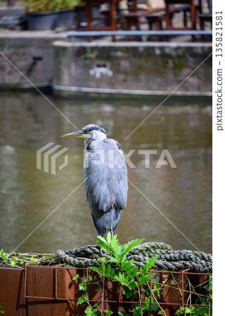 Heron by the Canal in urban setting 135821581