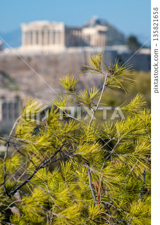Pine Tree with Acropolis of Athens, Greece in Background Pine Tree with Acropolis of Athens, Greece in Background 135821658