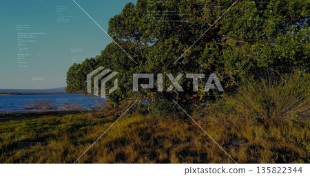 Leafy shrubs and grass tufts swaying in breeze along lake shore, with rolling hills, copy space Leafy shrubs and grass tufts swaying in breeze along lake shore, with rolling hills, copy space 135822344