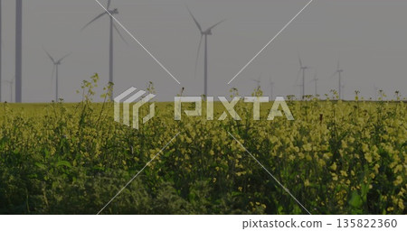 Covering flat rural farmland, dense yellow flowering plants swaying in haze with wind turbines Covering flat rural farmland, dense yellow flowering plants swaying in haze with wind turbines 135822360