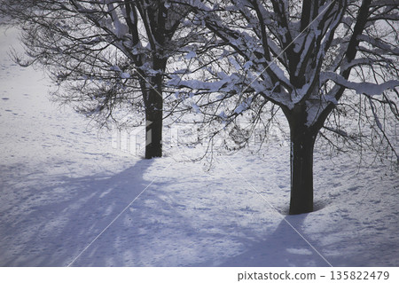 樹木和它們的影子沐浴在雪間微弱的陽光中 135822479