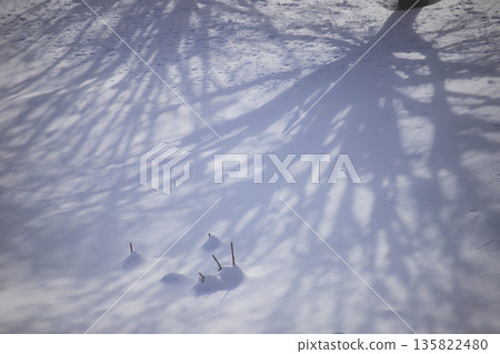 雪間，樹影沐浴在朦朧的陽光中。 135822480