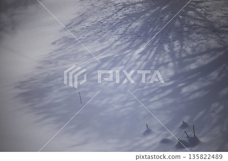 雪花飄落的間隙，微弱的陽光灑在白雪皚皚的田野上，樹影婆娑。 135822489