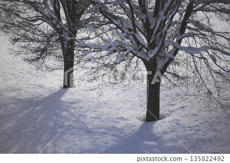 樹木和它們的影子沐浴在雪間微弱的陽光中 樹木和它們的影子沐浴在雪間微弱的陽光中 135822492