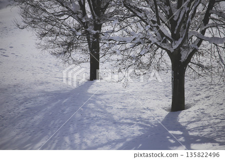 Snow and shadows on the trees between snowfalls Snow and shadows on the trees between snowfalls 135822496