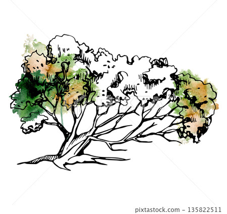 Low spreading tree, bush shaped by wind, branches in one direction, coastal character. Hand drawn ink illustration, watercolor backdrop for seaside resort, nature travel guides, environmental design. Low spreading tree, bush shaped by wind, branches in one direction, coastal character. Hand drawn ink illustration, watercolor backdrop for seaside resort, nature travel guides, environmental design. 135822511