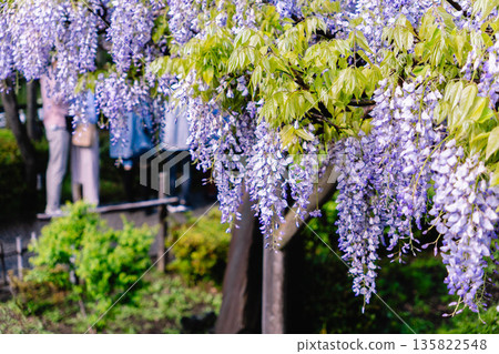 Wisteria flowers at Kameido Tenjin Shrine Wisteria flowers at Kameido Tenjin Shrine 135822548