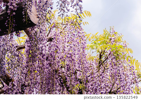 龜戶天神神社的紫藤花 135822549