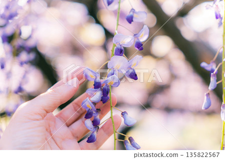 Wisteria flower hand Wisteria flower hand 135822567