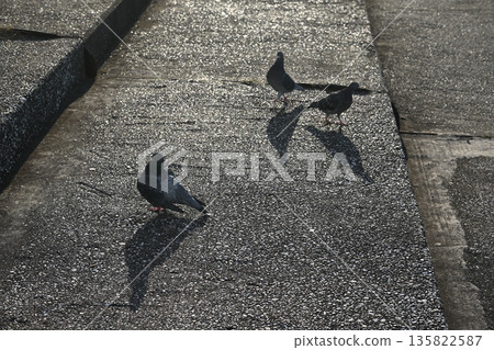 Pigeons flocking in the sunlight 135822587