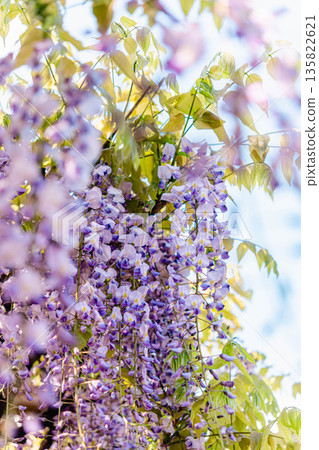 Fuyu's flower close-up Fuyu's flower close-up 135822621