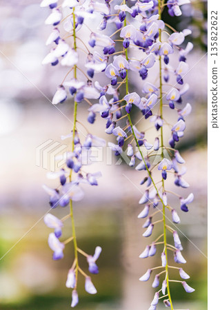 Fuyu's flower close-up Fuyu's flower close-up 135822622
