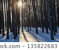 Winter forest in morning sunlight creating long shadows on a snow covered ground among pine tree trunks 135822683