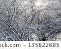 Winter tree branches covered in frost, showcasing intricate patterns with soft sunlight filtering through 135822685