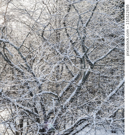 Snow covering bare branches of deciduous trees in a winter forest, creating a pattern against bright sky 135822686