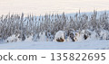 Cattails and frosted reeds standing tall along a frozen lake shore covered in deep white snow during winter 135822695