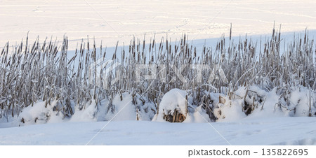 Cattails and frosted reeds standing tall along a frozen lake shore covered in deep white snow during winter 135822695