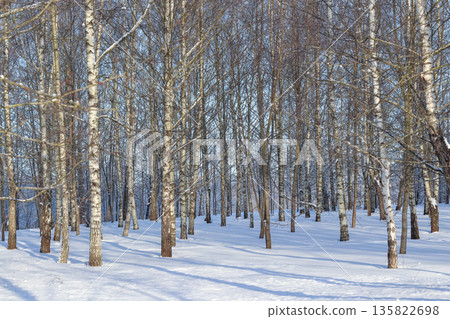 Birch forest in winter with snow covered ground and tree trunks casting long shadows on a sunny day 135822698