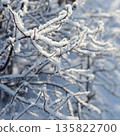 Frozen branches covered in fresh white snow creating a beautiful winter scene with soft sunlight 135822700