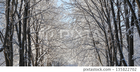 Snow and ice covering trees in a tranquil winter forest, creating a stark, serene and cold natural landscape Snow and ice covering trees in a tranquil winter forest, creating a stark, serene and cold natural landscape 135822702