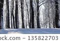 Winter forest landscape with sunlit snow covering tree trunks and branches in cold frosty weather 135822703