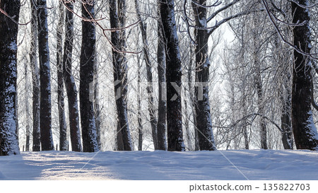 Winter forest landscape with sunlit snow covering tree trunks and branches in cold frosty weather 135822703