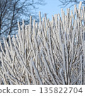Frozen tree branches covered in hoarfrost displaying white ice crystals against a clear blue winter sky 135822704
