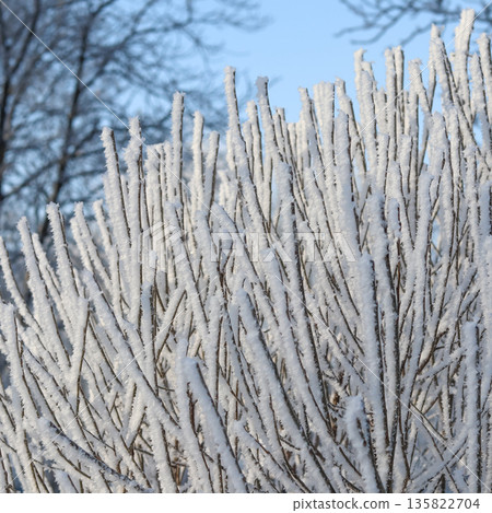Frozen tree branches covered in hoarfrost displaying white ice crystals against a clear blue winter sky Frozen tree branches covered in hoarfrost displaying white ice crystals against a clear blue winter sky 135822704