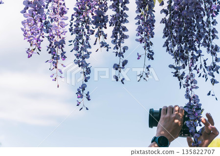紫藤花圖片 紫藤花圖片 135822707