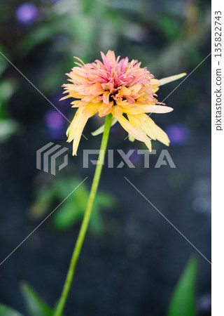 Orange Echinacea Flowers in the Garden Orange Echinacea Flowers in the Garden 135822743