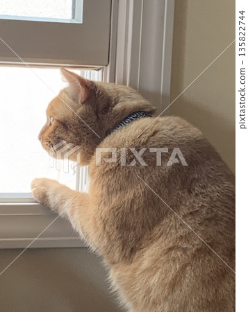一隻貓平靜地望著窗外，過著平凡的日常生活。 135822744
