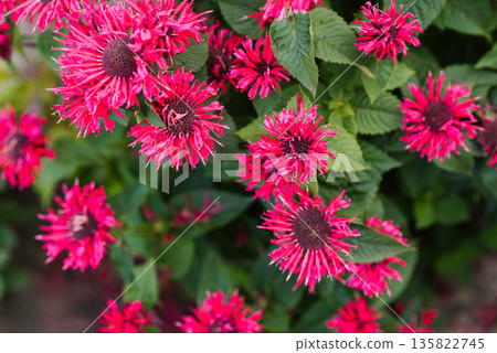 Bee Happy monarda flowering in green garden setting 135822745