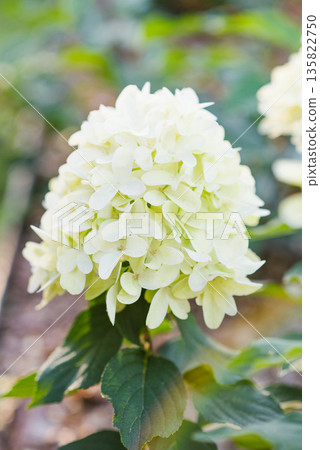 Blooming Skyfall Hydrangea In Bright Garden Light Blooming Skyfall Hydrangea In Bright Garden Light 135822750