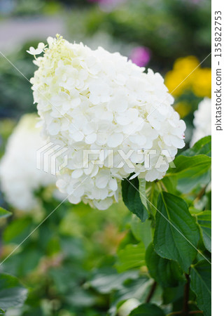 Polar Bear Hydrangea Cone Highlighted In Garden Scene Polar Bear Hydrangea Cone Highlighted In Garden Scene 135822753