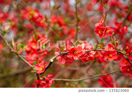 Red Chaenomeles japonica Blossoms Blooming on Branches in Spring Red Chaenomeles japonica Blossoms Blooming on Branches in Spring 135823060