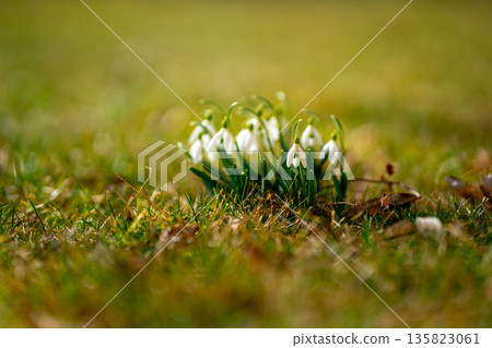 White Galanthus nivalis Flowers Growing in Early Spring Forest White Galanthus nivalis Flowers Growing in Early Spring Forest 135823061