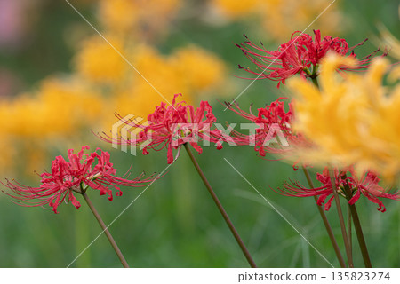 Cluster amaryllis Cluster amaryllis 135823274