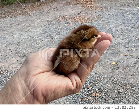 A small chick in the palm of woman hand. The concept of care and protection of poultry. A small chick in the palm of woman hand. The concept of care and protection of poultry. 135823282