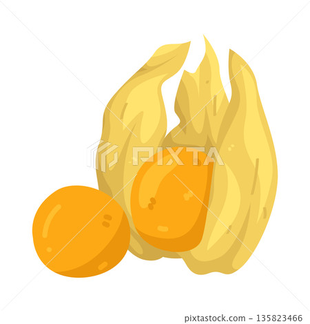 Illustration of Cape Gooseberry Illustration of Cape Gooseberry 135823466