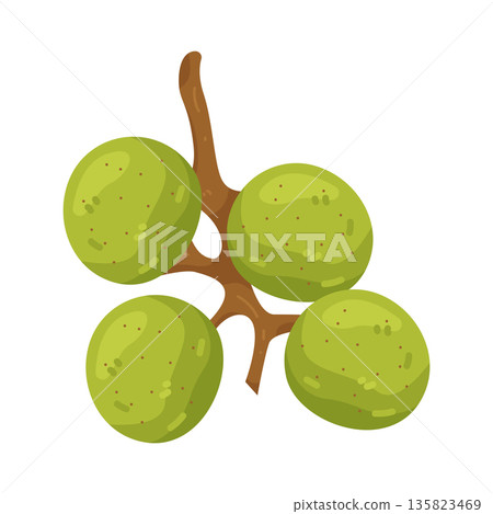 Illustration of Scuppernong Grape 135823469