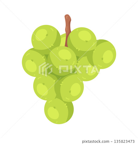 Illustration of green grape 135823473