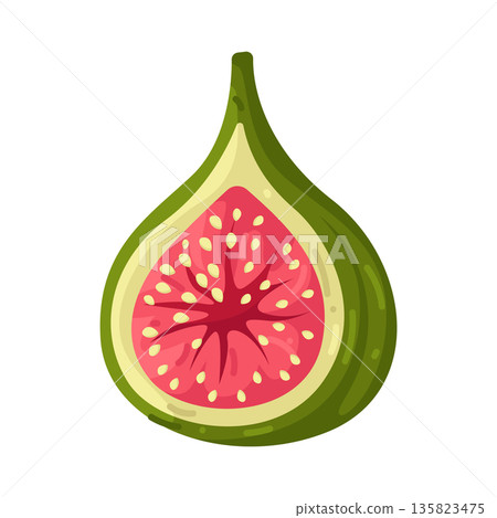 Illustration of Fig Fruit Illustration of Fig Fruit 135823475
